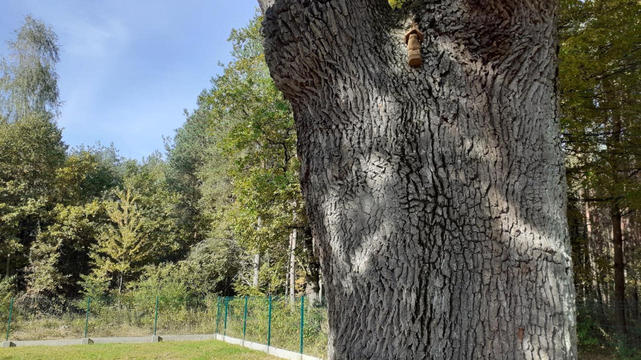 Dworek Pod Debem *
